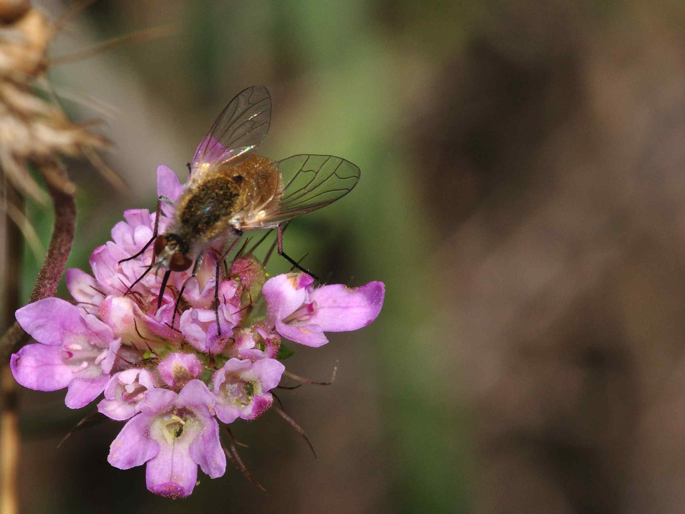 Geron sp. (Bombyliidae)